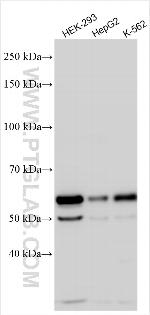 CCBL2 Antibody in Western Blot (WB)