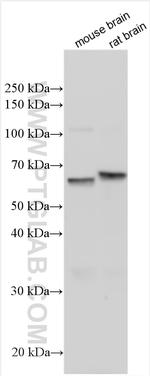 INSM1 Antibody in Western Blot (WB)