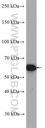 Serpina3k Antibody in Western Blot (WB)