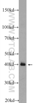NKX1-2 Antibody in Western Blot (WB)