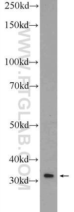 NKX1-2 Antibody in Western Blot (WB)