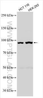 MUC13 Antibody in Western Blot (WB)