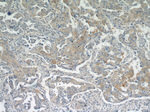 MUC8 Antibody in Immunohistochemistry (Paraffin) (IHC (P))