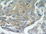 MUC8 Antibody in Immunohistochemistry (Paraffin) (IHC (P))