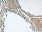 MUC8 Antibody in Immunohistochemistry (Paraffin) (IHC (P))