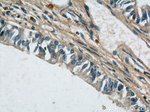 MUC8 Antibody in Immunohistochemistry (Paraffin) (IHC (P))