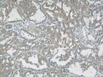 MUC8 Antibody in Immunohistochemistry (Paraffin) (IHC (P))