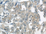 MUC8 Antibody in Immunohistochemistry (Paraffin) (IHC (P))