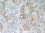 MUC8 Antibody in Immunohistochemistry (Paraffin) (IHC (P))