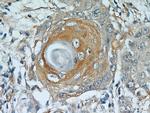 MUC8 Antibody in Immunohistochemistry (Paraffin) (IHC (P))
