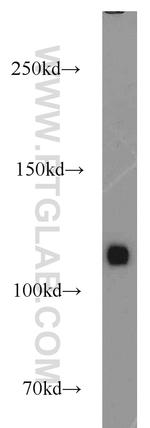 MAML1 Antibody in Western Blot (WB)