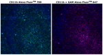CD11b Antibody in Immunohistochemistry (Paraffin) (IHC (P))