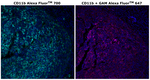 CD11b Antibody in Immunohistochemistry (Paraffin) (IHC (P))