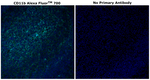 CD11b Antibody in Immunohistochemistry (Paraffin) (IHC (P))