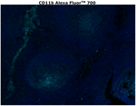 CD11b Antibody in Immunohistochemistry (Paraffin) (IHC (P))