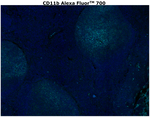 CD11b Antibody in Immunohistochemistry (Paraffin) (IHC (P))
