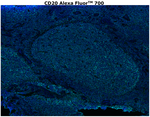 CD20 Antibody in Immunohistochemistry (Paraffin) (IHC (P))