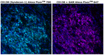 CD138 Antibody in Immunohistochemistry (Paraffin) (IHC (P))