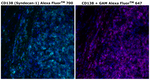 CD138 Monoclonal Antibody (MI15), Alexa Fluor™ 700