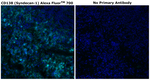 CD138 Antibody in Immunohistochemistry (Paraffin) (IHC (P))