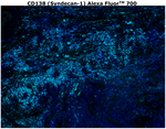 CD138 Antibody in Immunohistochemistry (Paraffin) (IHC (P))