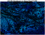 CD138 Antibody in Immunohistochemistry (Paraffin) (IHC (P))