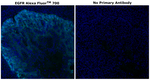 EGFR Antibody in Immunohistochemistry (Paraffin) (IHC (P))
