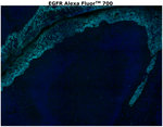 EGFR Antibody in Immunohistochemistry (Paraffin) (IHC (P))