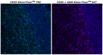 CD45 Antibody in Immunohistochemistry (Paraffin) (IHC (P))