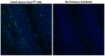 CD45 Antibody in Immunohistochemistry (Paraffin) (IHC (P))