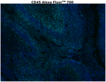 CD45 Antibody in Immunohistochemistry (Paraffin) (IHC (P))