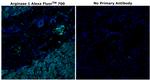 Arginase 1 Antibody in Immunohistochemistry (Paraffin) (IHC (P))