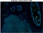 Arginase 1 Antibody in Immunohistochemistry (Paraffin) (IHC (P))