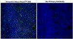 Vimentin Antibody in Immunohistochemistry (Paraffin) (IHC (P))