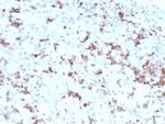 Prolactin Monoclonal Antibody (PRL, 2641)
