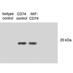 CD74 Antibody in Western Blot (WB)