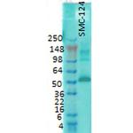 CaMKII Antibody in Western Blot (WB)