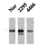 Phospho-CamKII (Thr286) Antibody in Western Blot (WB)