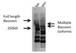 Bassoon Antibody in Western Blot (WB)