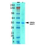 SNAT1 Neurotransmitter Transporter Antibody in Western Blot (WB)