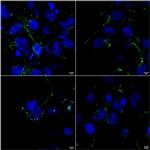 LRP4 (extracellular) Antibody in Immunocytochemistry (ICC/IF)