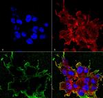 LRP4 (extracellular) Antibody in Immunocytochemistry (ICC/IF)
