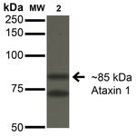 Ataxin-1 Antibody in Western Blot (WB)