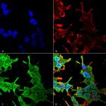 Pan-QKI Antibody in Immunocytochemistry (ICC/IF)