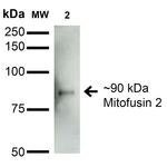 Mitofusin-2 Antibody in Western Blot (WB)