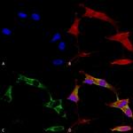 Protocadherin gamma (pan) Antibody in Immunocytochemistry (ICC/IF)