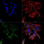 Protocadherin gamma (pan) Antibody in Immunocytochemistry (ICC/IF)