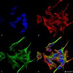 GABARAPL1 Antibody in Immunocytochemistry (ICC/IF)