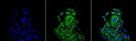Beta-Actin Antibody in Immunocytochemistry (ICC/IF)