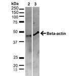 Beta-Actin Antibody in Western Blot (WB)
